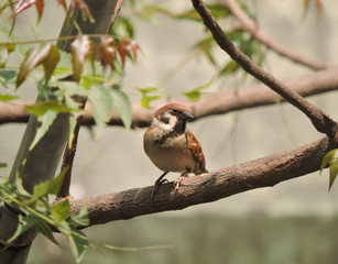 Bird - The Eurasian tree sparrow (Passer montanus) is a passerine bird in the sparrow family with a rich chestnut crown and nape, and a black patch on each pure white cheek. 