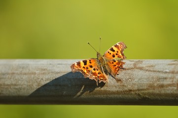 Beautiful close up of a comma butterfly sitting in spring in sunlight isolated on a metal tube in garden on green background, Nymphalis c-album