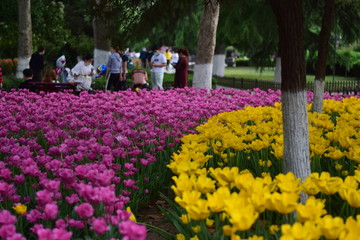 beautiful tulip bloom in spring