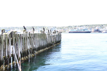 bird birds cormorants tromso troms&oslash;  water travel tourism sea coast nature port blue landscape sky harbor architecture europe boatship mountain summer bay view city beautifull and mark mediterranean v