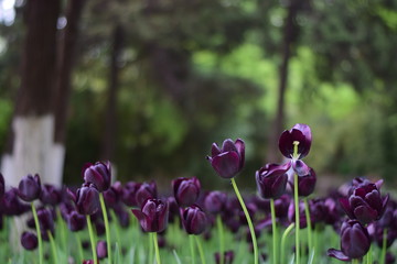 beautiful tulip bloom in spring