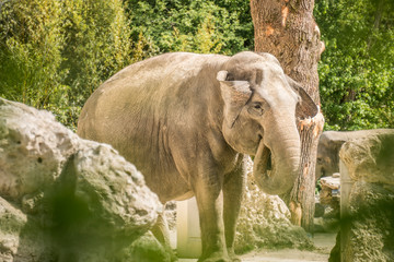 Zoo Tierpark Elefant am Essen
