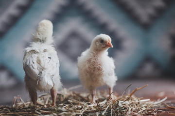 Sussex chicks in a country house on a background of a carpet with a geometric pattern.