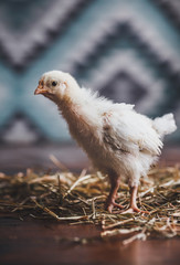 Sussex chicks in a country house on a background of a carpet with a geometric pattern.