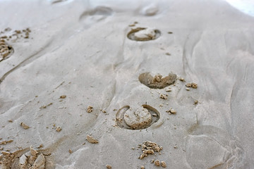 Valencia, Spain: 08.12.2019  The  horse traces on the sand beach © Oksana
