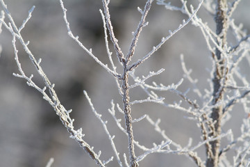 Hoarfrost on a plant. Winter sunny frosty morning. Ice crystals adorn the all around