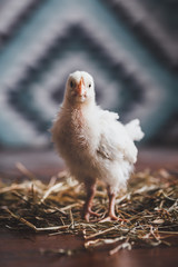 Sussex chicks in a country house on a background of a carpet with a geometric pattern.