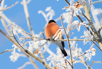 Bullfinch, Pyrrhula. Sunny winter frosty morning. Bullfinch sits on a branch that is covered with hoarfrost. Bird eat tree seeds