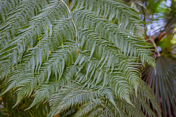 Variety of green ferns. Botanical macrophotography for illustration of fern