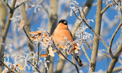 Bullfinch, Pyrrhula. Sunny winter frosty morning. Bullfinch sits on a branch that is covered with...