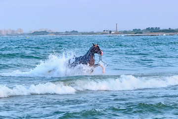 Valencia, Spain: 08.12.2019; The runing horse in the sea