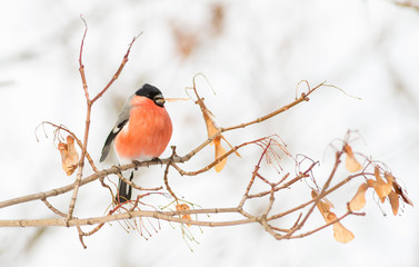 Bullfinch, Pyrrhula. Sunny winter frosty morning. Bullfinch sits on a branch that is covered with...