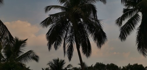 Fototapeta na wymiar Coconut tree sunset