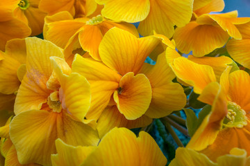 Obraz na płótnie Canvas colorful flowers closeup