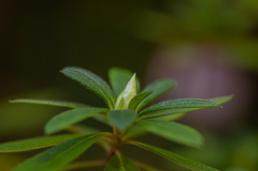 Closeup single beautiful bud flower of Rhododendron