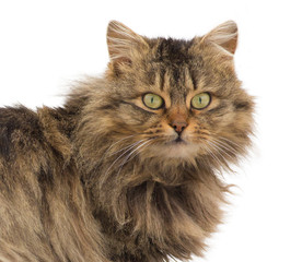 Fluffy cat in the winter. Portrait of a cat close-up, he is looking into the lens