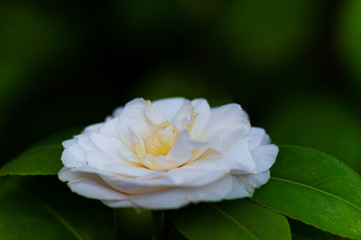 Blossom of white camellia , Camellia japonica with green leaves behind