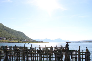 Obraz premium bird birds cormorants tromso tromsø water travel tourism sea coast nature port blue landscape sky harbor architecture europe boatship mountain summer bay view city beautifull and mark mediterranean v