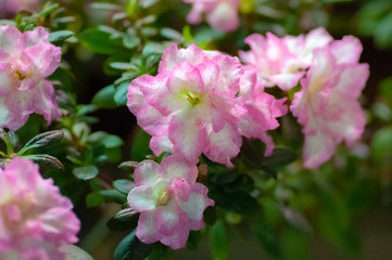 Closeup many beautiful white flowers with pink borders of Rhododendron