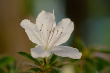 Closeup single beautiful white flower or Rhododendron