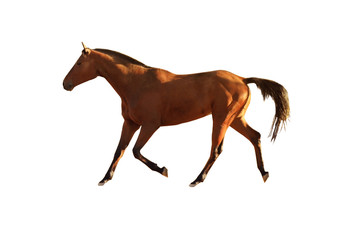 Fototapeta na wymiar Chestnut horse on white background. Beautiful pet