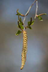 Naklejka premium Birkenblüte