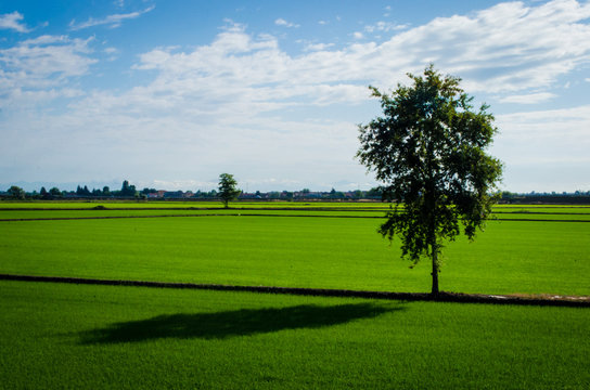 Un albero solitario getta la sua ombra sulla risaia lungo la Via Francigena alle porte di Vercelli