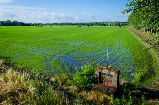 Panorama di una risaia lungo la Via Francigena alle porte di Vercelli