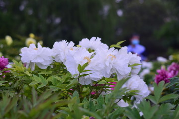 spring flower bloom