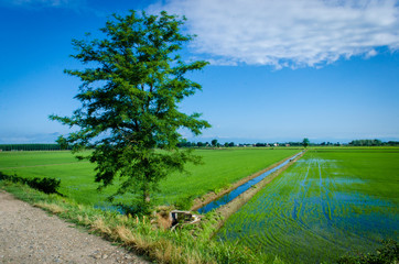 Un albero isolato si affaccia sulla risaia lungo la Via Francigena poco dopo Vercelli