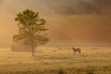 Horses on a meadow in early morning