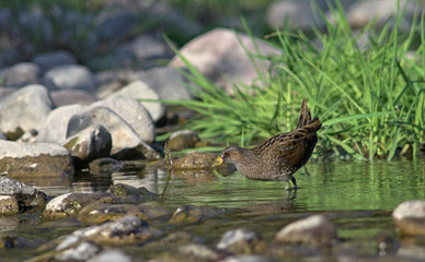 Spotted Crake (Porzana porzana), Greece