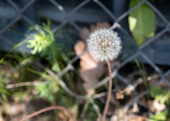 Dandelion seed pod in the noon sunlight, springtime photography