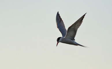 Common Tern (Sterna hirundo), Greece.