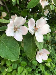 apple tree blossom spring flower