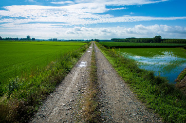 La Via Francigena attraversa le risaie dopo Vercelli in una giornata di sole 