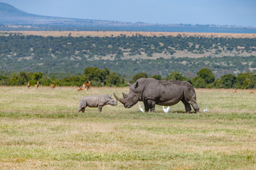 male and baby white rhino nose to nose in the Kenyan savannah © Keith
