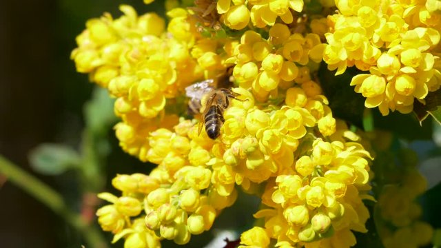 Western Honey Bee on yellow holly blossom, Ilex aquifolium
