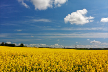 Obraz premium Field of oilseed rape with blue summer sky