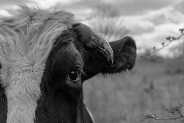 black and white cow