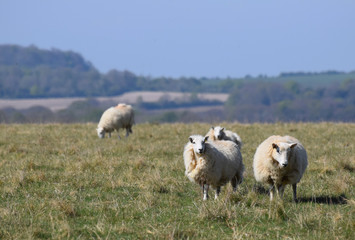 Sheep in a field in the countryside