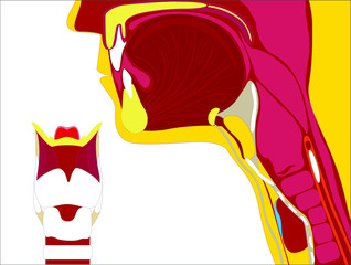 Larynx color illustration on a white background
