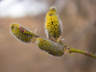 willow buds on a branch