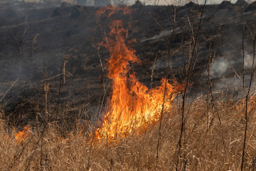 The dry grass in the field burns inflated by a strong wind