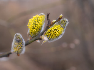 willow branch in the foreground