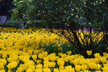 Obraz premium spring flower bloom