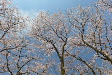 Cerisiers en fleur au Japon