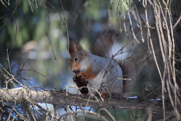 Fototapeta premium squirrel on a tree