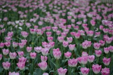 pink tulips in spring