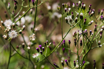 Artistic soft focus macro closeup of tiny Little Ironweed, Cyanthillium Cinereum with blurry background.